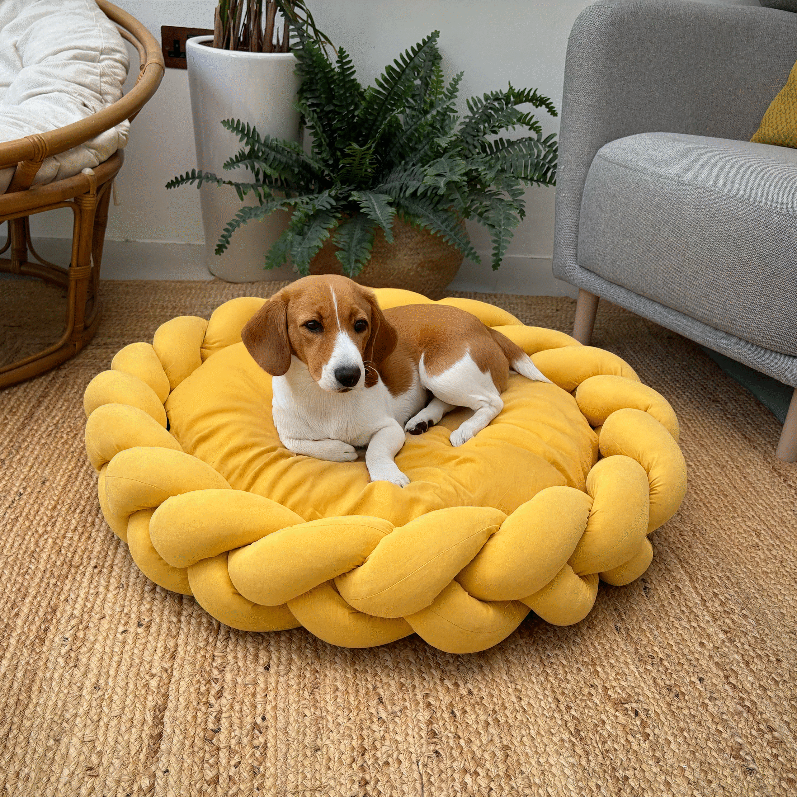 Brown and white dog resting on yellow Round Plush Pet bed with Braided Knit Border