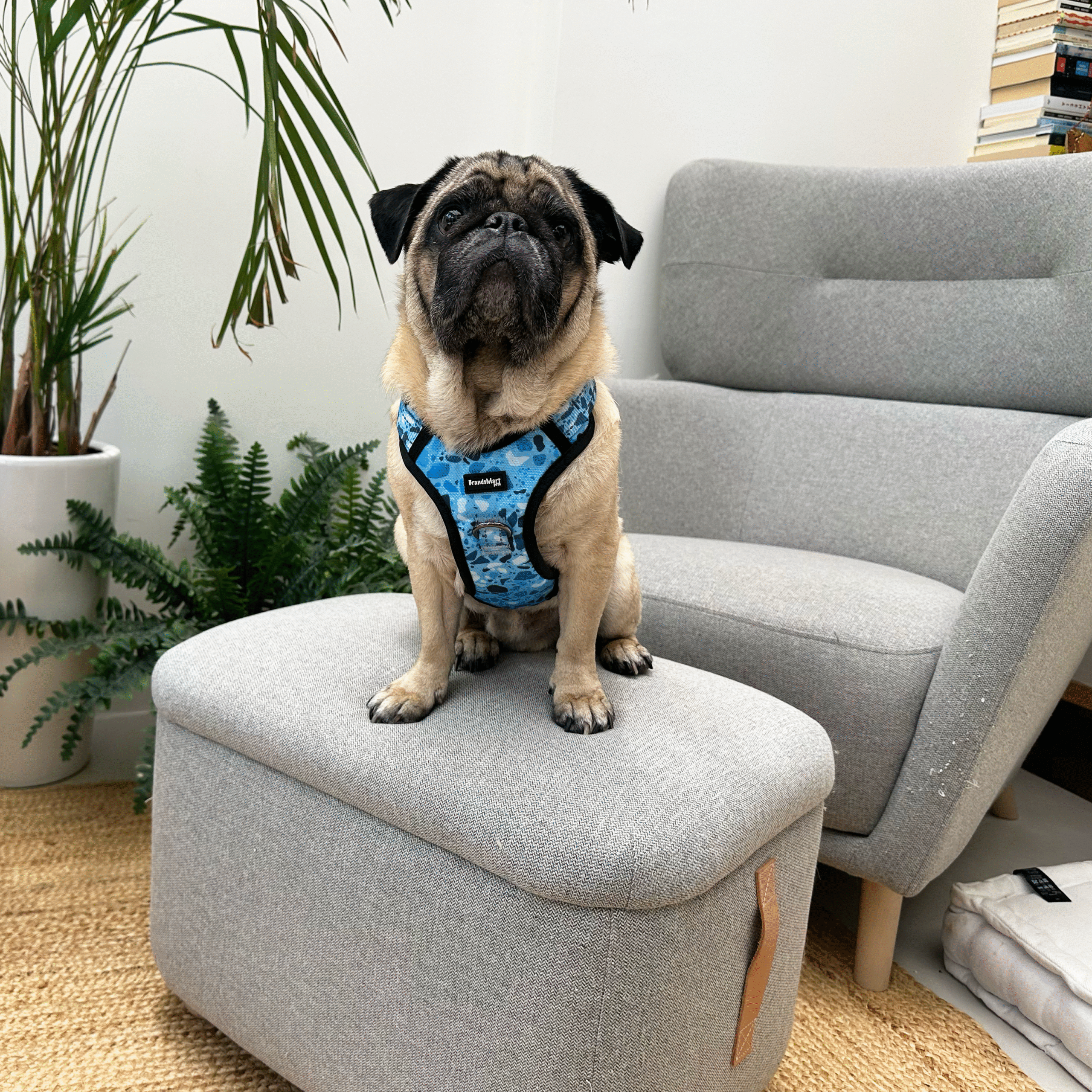 Pug dog sitting on a chair, wearing a blue BrandsMart no-pull adjustable dog harness with reflective vest and soft padding