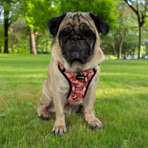 Pug dog in a park wearing a red BrandsMart no-pull adjustable dog harness with reflective vest and soft padding