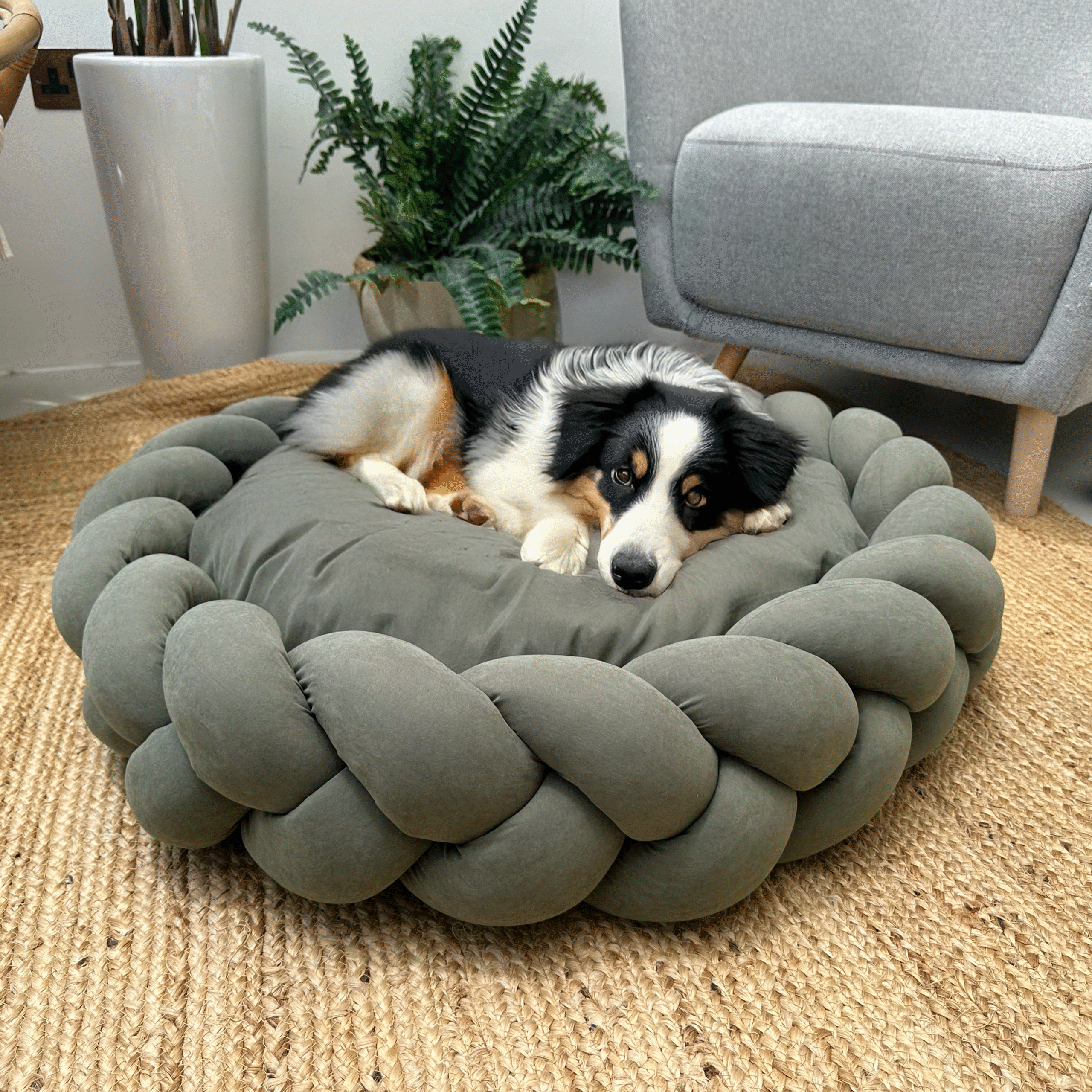 Border collie resting on Earthy green Large Round Plush Pet bed with Braided Knit Border